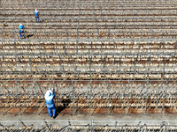 Workers dry squid at a seafood processing company in Zhoushan, China, on September 8, 2024. (