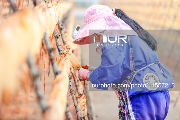 A worker dries squid at a seafood processing company in Zhoushan, China, on September 8, 2024. 