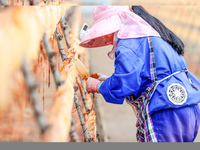 A worker dries squid at a seafood processing company in Zhoushan, China, on September 8, 2024. (