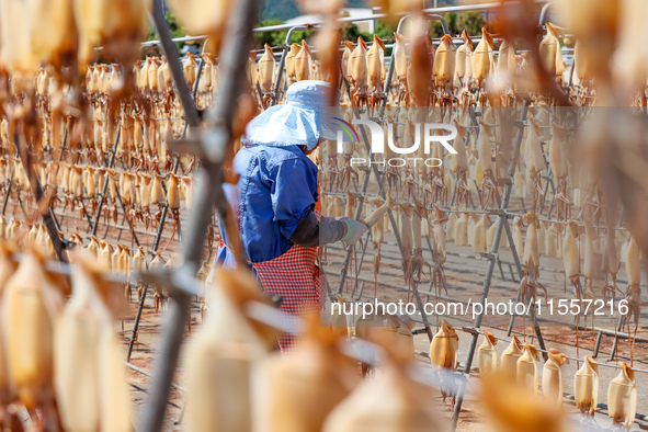 A worker dries squid at a seafood processing company in Zhoushan, China, on September 8, 2024. 