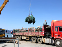 Fishermen hoist oyster cage seedlings for sea release in Lianyungang, China, on September 8, 2024. (