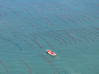 Fishermen drive various kinds of aquaculture boats in the coastal aquaculture zone in Lianyungang, China, on September 8, 2024. (