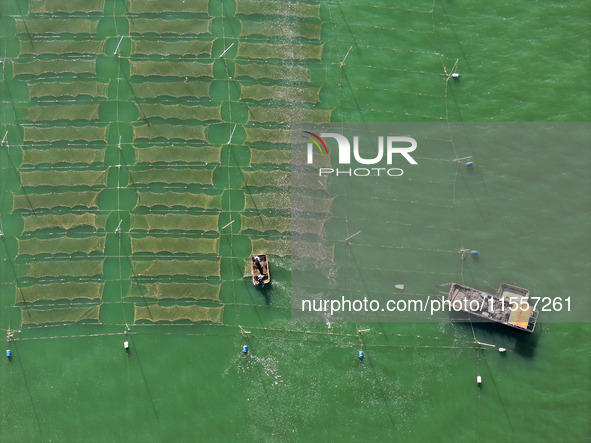 Fishermen drive various kinds of aquaculture boats in the coastal aquaculture zone in Lianyungang, China, on September 8, 2024. 