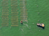 Fishermen drive various kinds of aquaculture boats in the coastal aquaculture zone in Lianyungang, China, on September 8, 2024. (