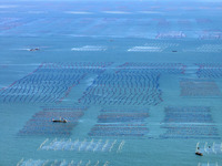 Fishermen drive various kinds of aquaculture boats in the coastal aquaculture zone in Lianyungang, China, on September 8, 2024. (