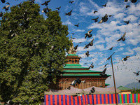 Pigeons fly past the shrine of Sufi Saint Khawaja Naqashband Sahib in Srinagar, Jammu and Kashmir, on September 8, 2024. (