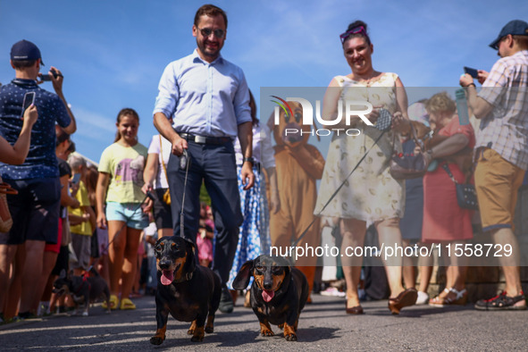 The 26th Dachshund March in Krakow, Poland on September 8th, 2024. After a few years break an annual parade  returned to the city with hundr...