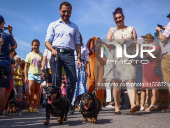 The 26th Dachshund March in Krakow, Poland on September 8th, 2024. After a few years break an annual parade  returned to the city with hundr...