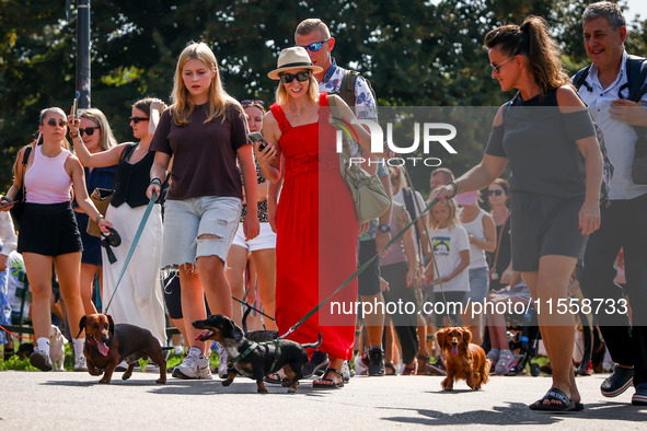 The 26th Dachshund March in Krakow, Poland on September 8th, 2024. After a few years break an annual parade  returned to the city with hundr...