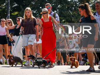 The 26th Dachshund March in Krakow, Poland on September 8th, 2024. After a few years break an annual parade  returned to the city with hundr...