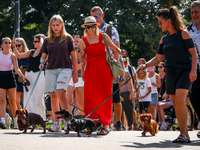 The 26th Dachshund March in Krakow, Poland on September 8th, 2024. After a few years break an annual parade  returned to the city with hundr...