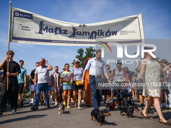 The 26th Dachshund March in Krakow, Poland on September 8th, 2024. After a few years break an annual parade  returned to the city with hundr...