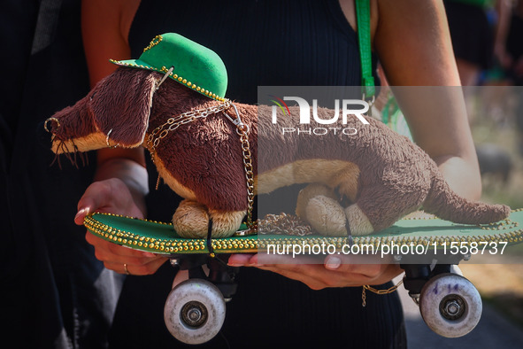 The 26th Dachshund March in Krakow, Poland on September 8th, 2024. After a few years break an annual parade  returned to the city with hundr...