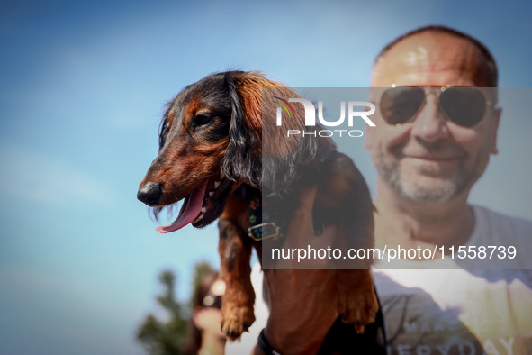 A dog and his owner attend the 26th Dachshund March in Krakow, Poland on September 8th, 2024. After a few years break an annual parade  retu...