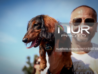 A dog and his owner attend the 26th Dachshund March in Krakow, Poland on September 8th, 2024. After a few years break an annual parade  retu...