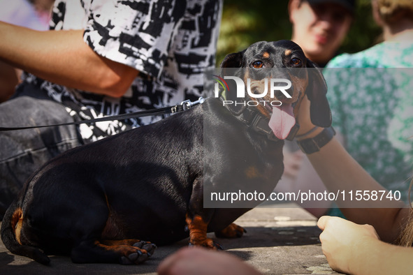 A dog attends the 26th Dachshund March in Krakow, Poland on September 8th, 2024. After a few years break an annual parade  returned to the c...