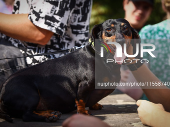 A dog attends the 26th Dachshund March in Krakow, Poland on September 8th, 2024. After a few years break an annual parade  returned to the c...