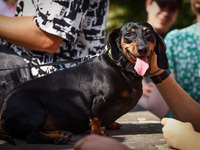 A dog attends the 26th Dachshund March in Krakow, Poland on September 8th, 2024. After a few years break an annual parade  returned to the c...