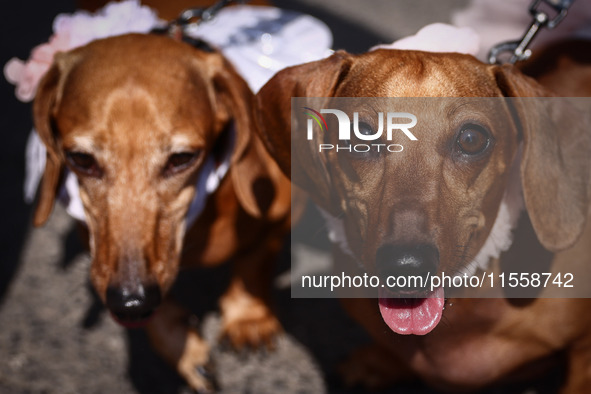 Dogs attend the 26th Dachshund March in Krakow, Poland on September 8th, 2024. After a few years break an annual parade  returned to the cit...