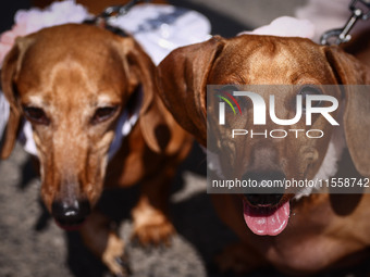 Dogs attend the 26th Dachshund March in Krakow, Poland on September 8th, 2024. After a few years break an annual parade  returned to the cit...