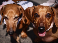 Dogs attend the 26th Dachshund March in Krakow, Poland on September 8th, 2024. After a few years break an annual parade  returned to the cit...