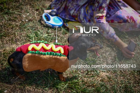 A dog in a costume attends the 26th Dachshund March in Krakow, Poland on September 8th, 2024. After a few years break an annual parade  retu...