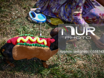 A dog in a costume attends the 26th Dachshund March in Krakow, Poland on September 8th, 2024. After a few years break an annual parade  retu...