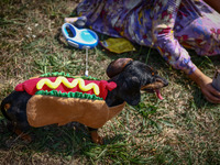 A dog in a costume attends the 26th Dachshund March in Krakow, Poland on September 8th, 2024. After a few years break an annual parade  retu...