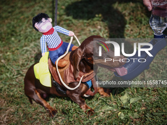 A dog in a costume attends the 26th Dachshund March in Krakow, Poland on September 8th, 2024. After a few years break an annual parade  retu...