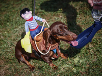 A dog in a costume attends the 26th Dachshund March in Krakow, Poland on September 8th, 2024. After a few years break an annual parade  retu...