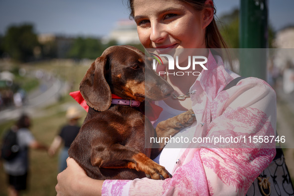 A dog attending the 26th Dachshund March in Krakow, Poland on September 8th, 2024. After a few years break an annual parade  returned to the...