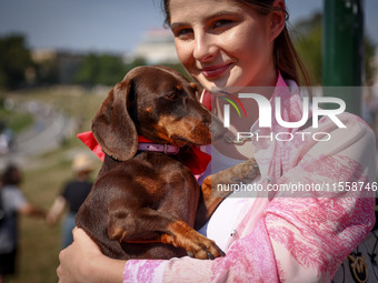 A dog attending the 26th Dachshund March in Krakow, Poland on September 8th, 2024. After a few years break an annual parade  returned to the...