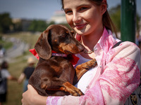 A dog attending the 26th Dachshund March in Krakow, Poland on September 8th, 2024. After a few years break an annual parade  returned to the...