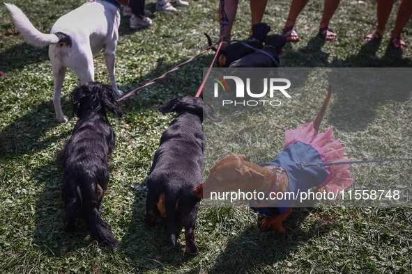 Dogs attend the 26th Dachshund March in Krakow, Poland on September 8th, 2024. After a few years break an annual parade  returned to the cit...