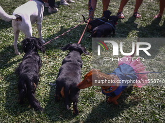 Dogs attend the 26th Dachshund March in Krakow, Poland on September 8th, 2024. After a few years break an annual parade  returned to the cit...