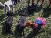 Dogs attend the 26th Dachshund March in Krakow, Poland on September 8th, 2024. After a few years break an annual parade  returned to the cit...