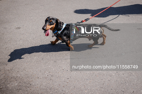 A dog attends the 26th Dachshund March in Krakow, Poland on September 8th, 2024. After a few years break an annual parade  returned to the c...