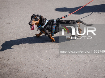 A dog attends the 26th Dachshund March in Krakow, Poland on September 8th, 2024. After a few years break an annual parade  returned to the c...