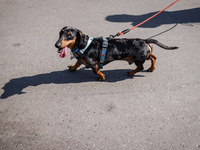 A dog attends the 26th Dachshund March in Krakow, Poland on September 8th, 2024. After a few years break an annual parade  returned to the c...