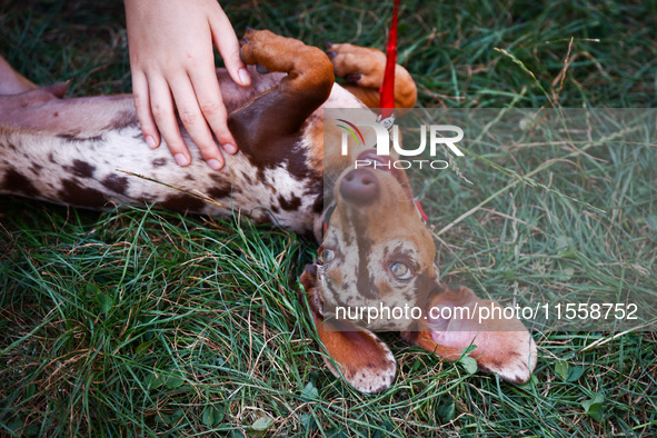 A dog attends the 26th Dachshund March in Krakow, Poland on September 8th, 2024. After a few years break an annual parade  returned to the c...