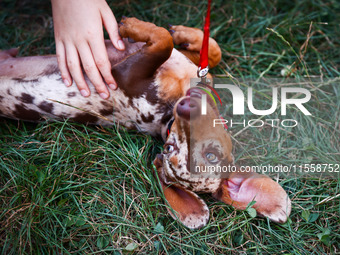 A dog attends the 26th Dachshund March in Krakow, Poland on September 8th, 2024. After a few years break an annual parade  returned to the c...