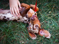 A dog attends the 26th Dachshund March in Krakow, Poland on September 8th, 2024. After a few years break an annual parade  returned to the c...