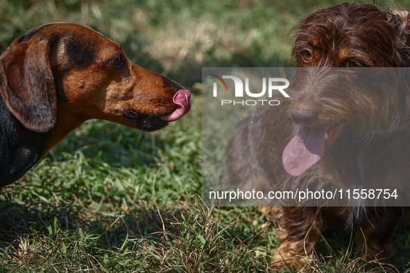 Dogs attend the 26th Dachshund March in Krakow, Poland on September 8th, 2024. After a few years break an annual parade  returned to the cit...