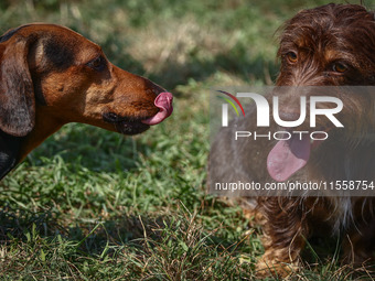 Dogs attend the 26th Dachshund March in Krakow, Poland on September 8th, 2024. After a few years break an annual parade  returned to the cit...