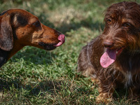 Dogs attend the 26th Dachshund March in Krakow, Poland on September 8th, 2024. After a few years break an annual parade  returned to the cit...