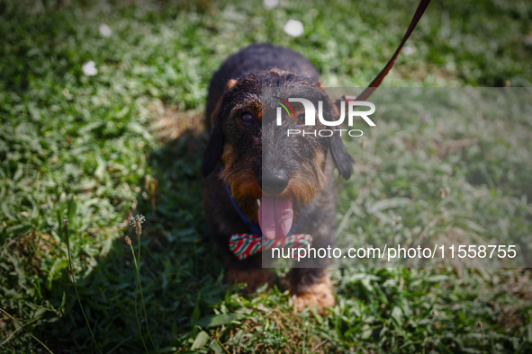 A dog attends the 26th Dachshund March in Krakow, Poland on September 8th, 2024. After a few years break an annual parade  returned to the c...