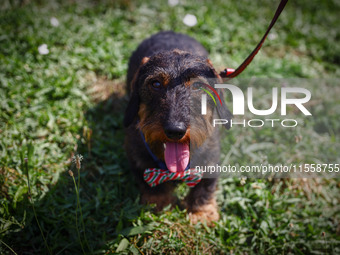 A dog attends the 26th Dachshund March in Krakow, Poland on September 8th, 2024. After a few years break an annual parade  returned to the c...