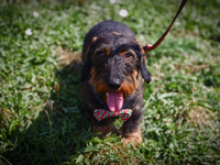 A dog attends the 26th Dachshund March in Krakow, Poland on September 8th, 2024. After a few years break an annual parade  returned to the c...