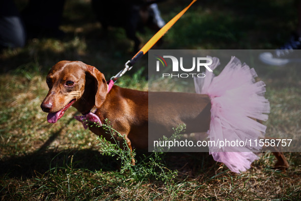 A dog attends the 26th Dachshund March in Krakow, Poland on September 8th, 2024. After a few years break an annual parade  returned to the c...