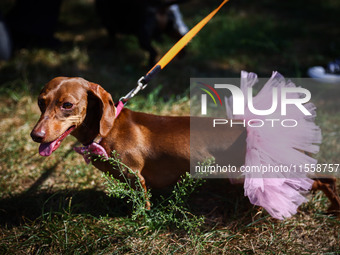 A dog attends the 26th Dachshund March in Krakow, Poland on September 8th, 2024. After a few years break an annual parade  returned to the c...